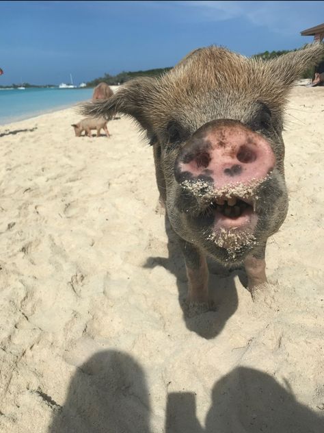 Pig Island Bahamas, Pig Beach Bahamas, Bahamas Pigs, Pig Island, Pig Beach, Exuma Bahamas, Bahamas Travel, Bahamas Vacation, Bahamas Cruise