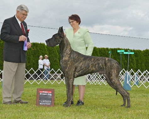 Great Dane Fawn, Brindle Great Dane, Great Danes, Therapy Animals, Great Dane Dogs, Purebred Dogs, American Kennel Club, American Bully, Dog Show