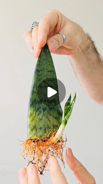 Snake Plant Propagation Water, Propagate Snake Plant, Snake Plant Propagation, Baby Succulents, Propagating Succulents, Propagating Plants, Snake Plant, Green Wall, Plant Lover