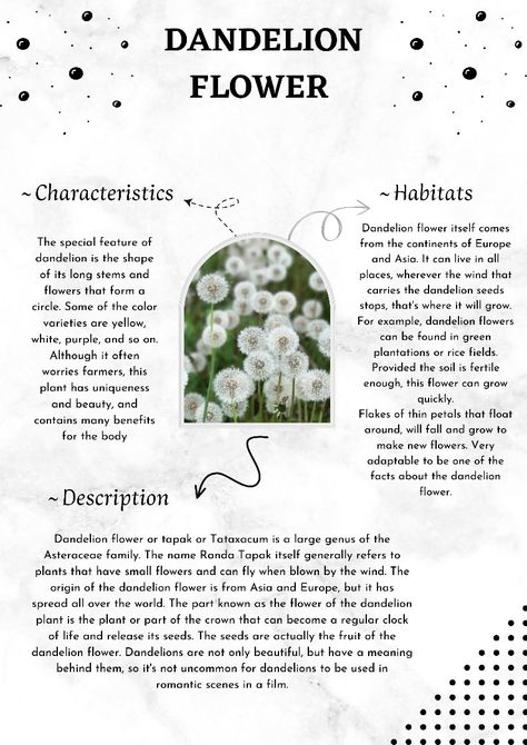 Dandelion Meaning, Flowers Language, Flower Dictionary, Dandelion Art, About Plants, Journal Diy, Creative Writing Tips, Dandelion Seed, Flower Meanings