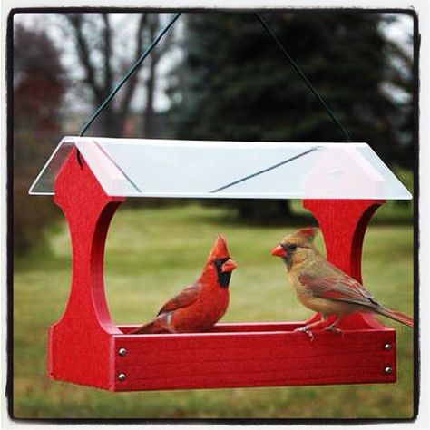 Recycled Bird Feeders, Platform Bird Feeder, Backyard Birds Sanctuary, Bird Feeder Plans, Squirrel Feeders, Plastic Lumber, Homemade Bird Houses, Bird Home, House Kits