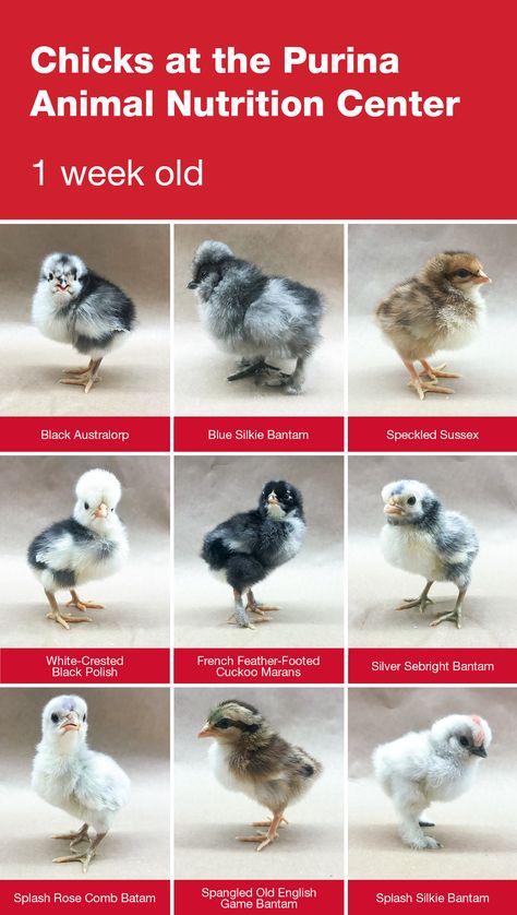 Chick Check-in: We’re raising chicks on our farm this year.   Here are photos of the baby chicks at 1-week-old. Click the graphic to learn how we gave our chicks a strong start. #ChickStrong  Chicken breeds we’re raising: Black Australorp, Blue Silkie Bantam, French Feather-Footed Cuckoo Marans, Rose Comb Bantam, Silver Sebright, Spangled Old English Bantam, Speckled Sussex, Splash Silkie Bantam and White-Speckled Black Polish. Splash Australorp Chickens, Bantam Silkie Chickens, Old English Bantam Chickens, Bantam Chicks Identification, Bantam Chicken Breeds With Pictures, Silkie Bantam Chickens, Banty Chickens, Cuckoo Maran Chickens, Bantam Chickens Breeds