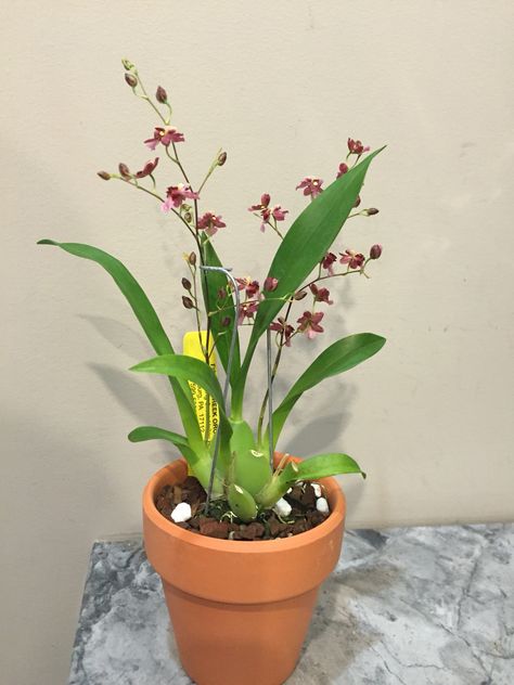 Oncidium twinkle orchid. Fragrant. 4.2016 Orchids, Planter Pots, Plants