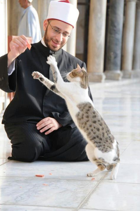 Playing With Cat, Life In Egypt, Al Azhar, Alone Photography, Cuddly Animals, Cairo Egypt, Animals Of The World, Beautiful Cats, Cairo