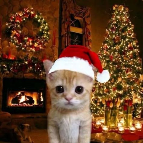 xyz.kento on TikTok Christmas Cat Pfp, Cat Pfp, Christmas Cat, Short Videos, Created By, Christmas