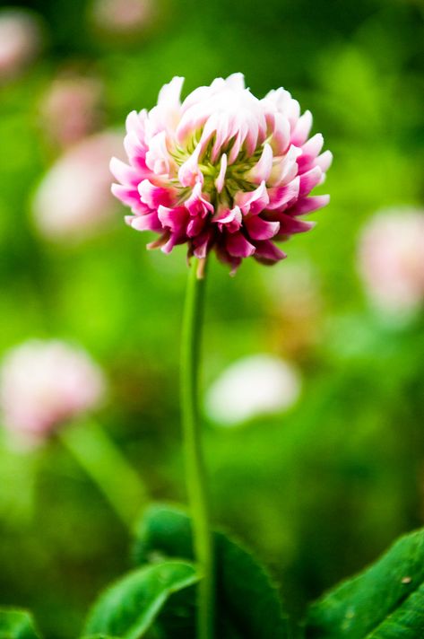 Poland Flowers, Clover Blossom, Clover Lawn, Random Reference, Red Clover, Wildflower Meadow, Bloom Blossom, English Cottage Garden, Plant Photography