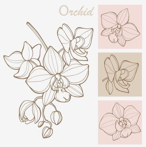 Orchid Illustration Vector, Orchid Line Art, How To Draw Orchids, Orchid Art Painting, Orchid Drawing Simple, Exotic Flowers Drawing, Orchid Line Drawing, Orchid Outline, Orchid Flower Drawing