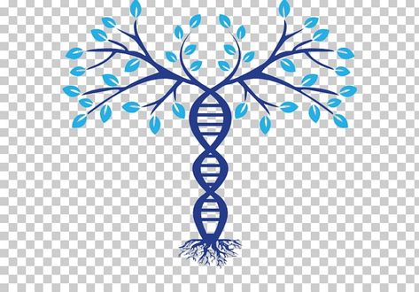 Phylogenetic Tree, Dna Genealogy, Tree Png, Photoshop Painting, Family Trees, Family Tree, Genealogy, Tree Of Life, Color Trends