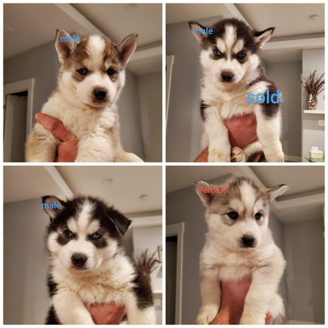 Husky Puppies For Sale, Husky Puppies, Pet Snake, Siberian Husky Puppies, Puppy For Sale, Husky Puppy, Siberian Husky, Classified Ads, Puppies For Sale