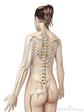 The female skeleton Skeleton From Behind, Female Skeleton, Human Muscle Anatomy, Skeleton Anatomy, Body Study, Muscle Anatomy, Human Anatomy Art, Skeleton Art, Female Anatomy