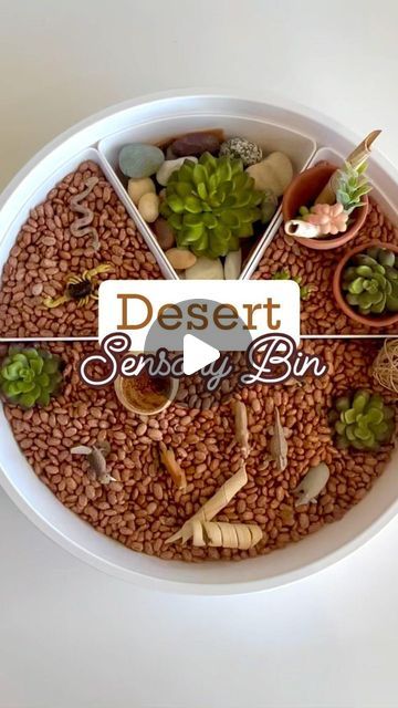 Jessica Telgenhoff on Instagram: "🌵From prickly cacti to playful desert critters, join us on a journey through the sandy wonderland! 🌵🐾 #DesertDelights #playful #play #sensory #sensorybinideas #sensoryplay #sensoryactivities #lovegrowplay" Desert Sensory Play, Desert Sensory Bin, Desert Animals Activities, Tumble Weeds, Flowers Meadow, Prickly Cactus, Desert Theme, Desert Animals, Animal Activities