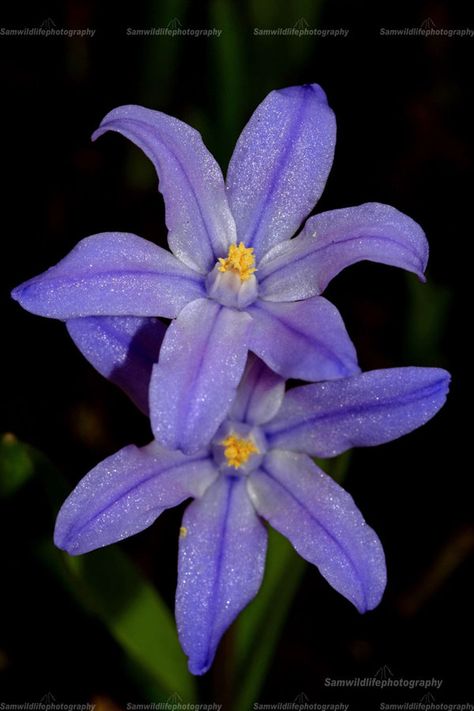 Glory Of The Snow Flowers, Snowy Flowers, Glory To Glory, Heavenly Blue Morning Glory, Snow In Summer Plant, Glory Of The Snow, Fabric Book, Real Flowers, Pretty Flowers