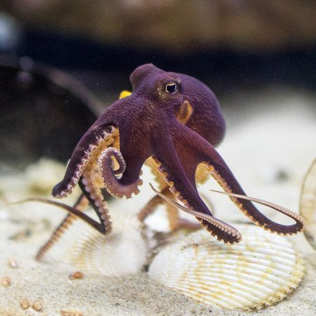 COCONUT OCTOPUS amphoioctopus marginatus Pretty Octopus, Pet Octopus, Happy Octopus, Coconut Octopus, Tiny Octopus, Purple Octopus, Fauna Marina, Baby Octopus, Beautiful Sea Creatures