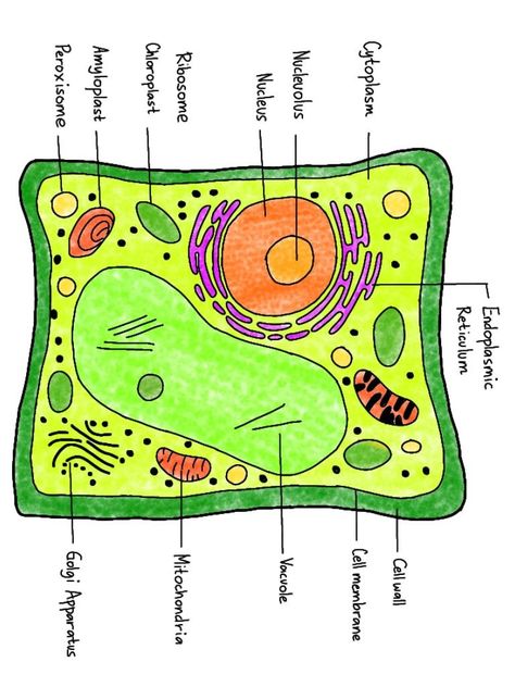 Illustration of a plant cell showing its key organelles. Plants Cell Project, Organelle Cell Project, Cell Organelles Drawing, Plant Cell Diagram Labeled, Plant Cell Tattoo, Plant Cell Sketch, Prokaryotic Cell Drawing With Label, Plant Cell Poster Board Project, Plant Cell And Animal Cell Drawing