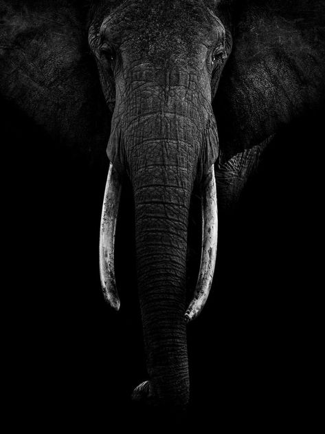 Queen Of The Mara, Matriarch Elephant Tattoos Elephant, Drawing Elephant, Black And White Elephant, Nursery Elephant, Bull Elephant, World Elephant Day, Elephant Photography, Elephant Wallpaper, Tattoo Anime