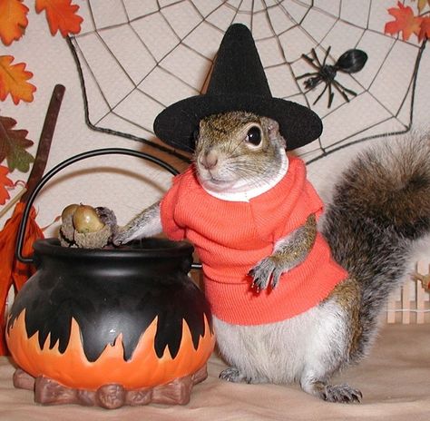 Friends Costumes, Funny Squirrel Pictures, Sugar Bush, Squirrel Pictures, Squirrel Funny, Animal Humor, Haunted Halloween, Precious Animals, Animals Pictures