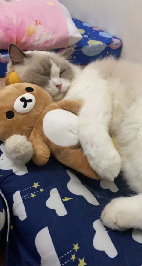 Cat Hugging Plushie, Cats With Plushies, Cat With Plushie, Rilakkuma Cat, Rilakkuma Stuff, Cats Hugging, Cat Hugging, Rilakkuma Plushie, Because The Internet