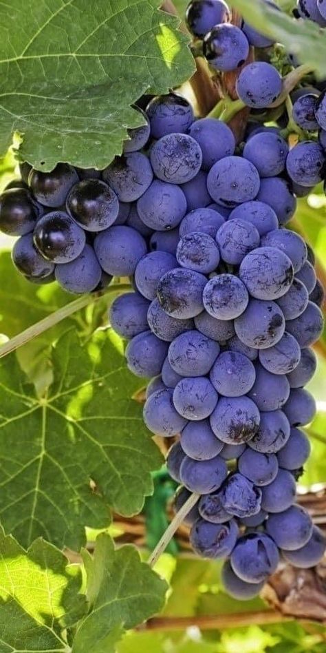 Malbec Wine, Fruit Picture, Fruit Photography, Beautiful Fruits, Fruit Plants, Fruit Garden, Exotic Fruit, Delicious Fruit, Wine Tour