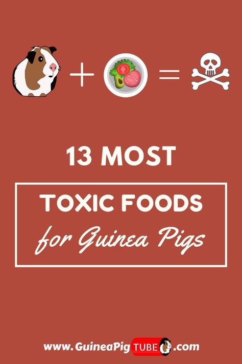 Gine Pig, Guinea Pig Food List, Guinea Pig Treats, Pig Treats, Guinnea Pig, Pig Diet, Guinea Pig Diet, Pig Facts, Pig Care