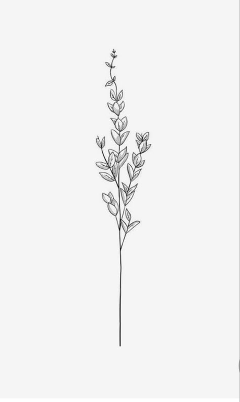 Long, black, simplistic, Lavender sprig tattoo sketch Simplistic Lavender Tattoo, Lavender Tattoo Drawing, Drawings Of Lavender, Lilac Sprigs Tattoo, Lavender Drawing Tattoo, Lavender Sprigs Drawing, Lavender Sprig Tattoo Black, White Lilac Tattoo, Fun Feminine Tattoos