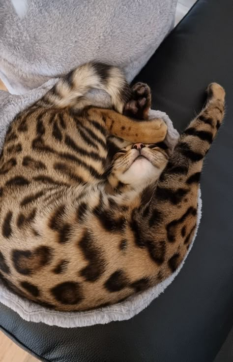 Gato Bengali, Dream's Cat, Bengal Kitten, Top Cat, Söt Katt, Pretty Animals, Cute Animals Images, Exploring The World, Bengal Cat