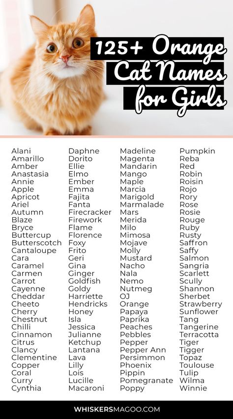 Female Cat Names Unique, Orange Cat Names, Ginger Cat Names, Kitten Names Girl, Boy Cat Names, Girl Cat Names, Cute Pet Names, Cute Cat Names, Orange And White Cat