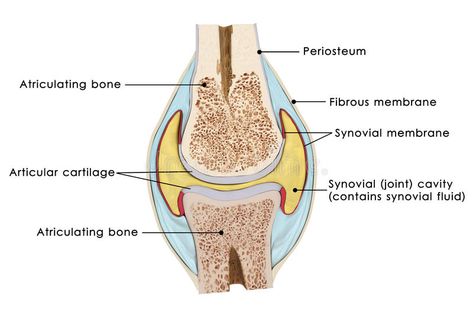 Knee bursae. The bursae of the knee are the fluid sacs and synovial pockets that #Sponsored , #paid, #Paid, #bursae, #synovial, #pockets, #knee Knee Fracture, Anatomy Of The Knee, Knee Meniscus, Joints Anatomy, Human Knee, Knee Ligaments, Synovial Fluid, Cruciate Ligament, Knee Replacement