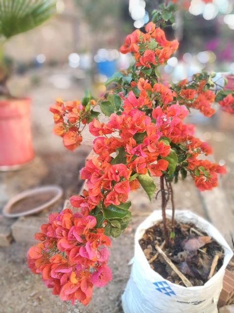 Bonsai Bougenvile, Potted Flowers, Santa Rita, Flower Food, Bougainvillea, Table Flowers, Flowers Nature, Portrait Art, Flower Power