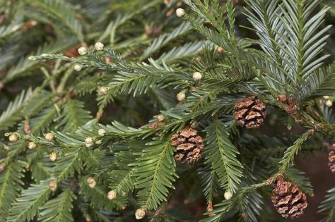 Coast Redwood Sequoia sempervirens 20 fresh seeds | Etsy Sequoia Sempervirens, Coastal Redwood, Coast Redwood, Coastal Plain, Conifer Trees, Redwood Tree, Cold Frame, Southern Oregon, Tree Seeds