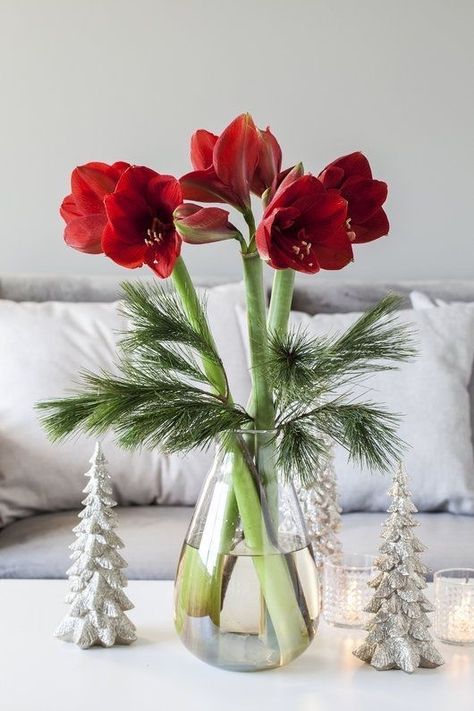 Amaryliss Christmas, Amaryllis Arrangement, Amaryllis Christmas, Red Amaryllis, Amaryllis Flowers, Christmas Floral Arrangements, Christmas Interiors, Contemporary Christmas, Christmas Greenery