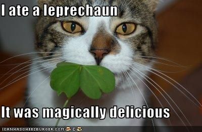 Happy St Patrick's Happy St Patricks Day, Grumpy Cat, Funny Animal Pictures, Crazy Cat Lady, Animal Memes, Bones Funny, Crazy Cats, Cat Pics, Funny Cute