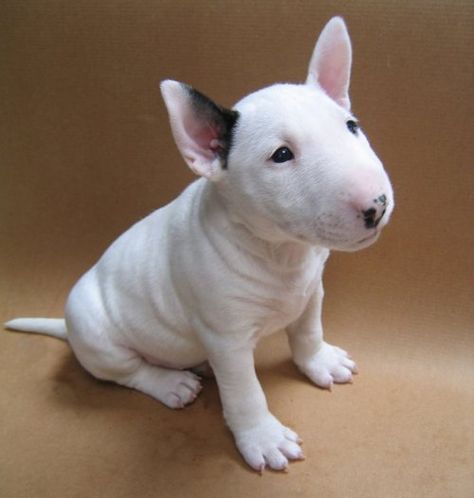 English Bull Terrier Puppy - they remind me of Cockney Geezers in ye olde times White Dog, Dog Sitting, Bull Terrier, White