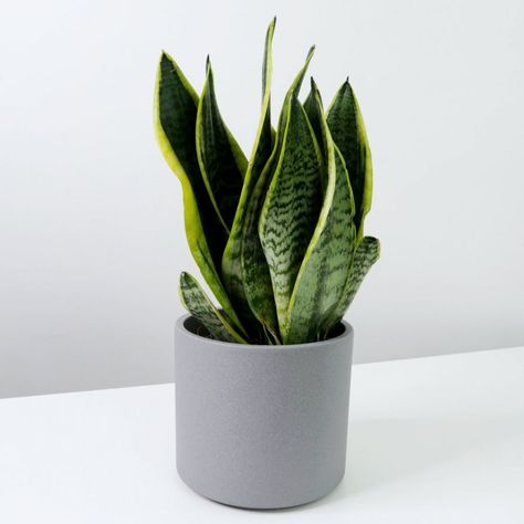 Money Plant In Water, Best Desk Plants, Money Plant Care, Plant Room Aesthetic, African Milk Tree, Office Plants Desk, Plant Display Ideas, Plant Diy, Plant Arrangements