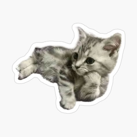 Sticker Icons Png, Cute Png Stickers, Art Stickers Aesthetic, Cat Stickers Aesthetic, Gatos Stickers, Cat Stickers Printable, Cute Animals Stickers, Funny Cat Stickers, Cozy Stickers