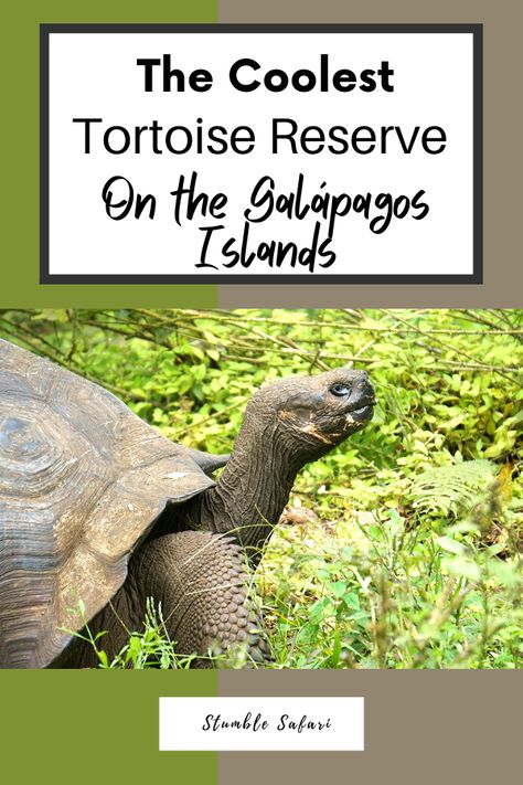 There are too many wildlife reserves, rescues, and sanctuaries on the Galápagos Islands to count. However, this tortoise sanctuary is by far the best Galapagos tortoise sanctuary on the islands. Why? They also have underground lava tunnels! See how to visit El Chato tortoise sanctuary | Ecuador travel | wildlife tourism | Galapagos travel | Galapagos giant tortoises | travel tips Tortoise Sanctuary, Galapagos Tortoise, Giant Tortoise, Cuenca Ecuador, Ecuador Travel, Wildlife Reserve, Safari Travel, Galapagos Islands, South America Travel