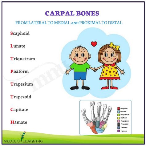 Bells Palsy, Paramedic, Study Tips, Anatomy, Bones, Quick Saves