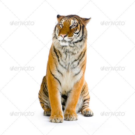 Tiger sitting by Lifeonwhite. Tiger sitting in front of a white background. All my pictures are taken in a photo studio#Lifeonwhite, #front, #Tiger, #sitting Tiger Sitting, Tiger Drawing, Tiger Wallpaper, Infographic Design Layout, Cat With Blue Eyes, Siberian Tiger, Animal Study, Tiger Face, Cute Cartoon Animals