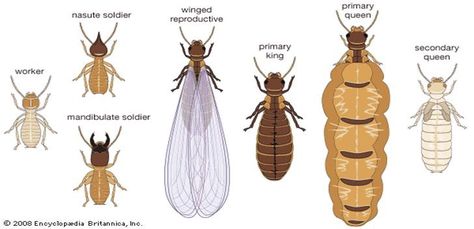 Providing a Brief Knowledge about Termite Pest Control | by Economic Pest Control | Medium Household Pests, Termite Control, Pest Control Services, Household Cleaning Tips, Safe Haven, Pest Control, Ants, Bugs, Insects