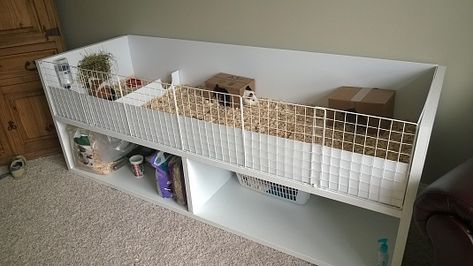 Indoor Guinea Pig Cage, Hedgehog Cage, Diy Guinea Pig Cage, Guinea Pig Diy, Guinea Pig Hutch, It Pictures, Guinea Pig Accessories, Guinea Pig House, Guinea Pig Bedding