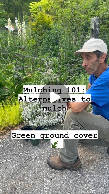 Alternative To Mulch Landscaping, Backyard Paths, Creeping Thyme Ground Cover, Succulent Ground Cover, Mulch Alternatives, Evergreen Groundcover, Garden Mulch, Deer Repellant, Creeping Thyme