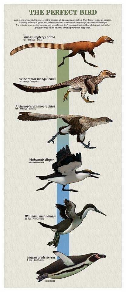 Tumblr Artist, PaleoArt, Creates Beautiful Animal Evolution Series (22 Species) - I Can Has Cheezburger? Bird Evolution, Prehistoric Animals Dinosaurs, Prehistoric Wildlife, Prehistoric Dinosaurs, Ancient Animals, Prehistoric Art, Paleo Art, Extinct Animals, Jurassic Park World