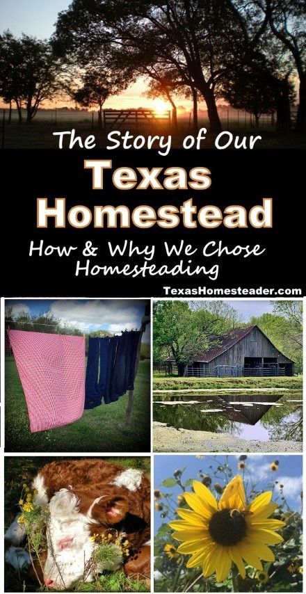 How And Why We Chose Homesteading. ~ Texas Homesteader ~ Texas Homestead, Homesteading Inspiration, Homesteading Life, Homestead Ideas, Porch Rocker, Honey Locust, Thrifty Thursday, Why Read, Cattle Ranching