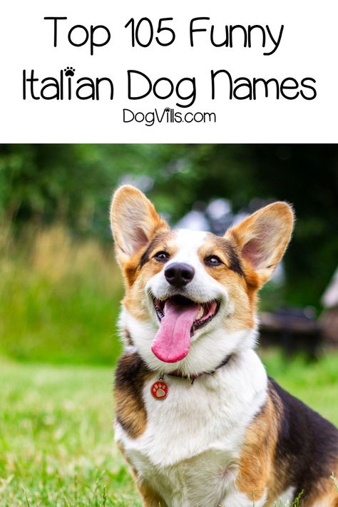 Looking for funny Italian dog names? We rounded up 100+ of the cleverest ideas for male & female dogs. We even threw in some strictly Sicilian dog names! Check it out!  #dognames #dogadoption #dogadvice #dogvills Italian Dog Names, Puppies Names Female, Italian Girl Names, Italian Dogs, Girl Dog Names, Best Dog Names, Female Dog Names, Dog Advice, Italian Humor