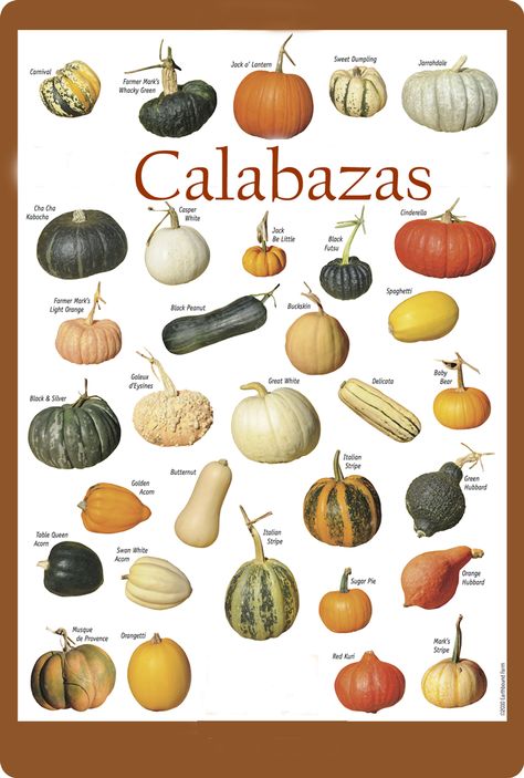 Halloween Gourds, Squash Varieties, Pumpkin Garden, Pumpkin Squash, Food Charts, Garden Veggies, Winter Squash, Veggie Garden, Edible Garden