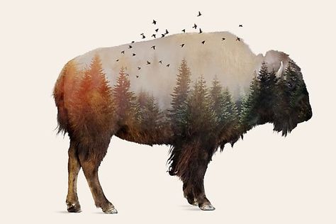 Bison • Millions of unique designs by independent artists. Find your thing. Bison Tattoo, Buffalo Tattoo, Bison Art, Buffalo Art, Drawing People, Art Paint, Metal Poster Displate, Animal Paintings, Abstract Prints