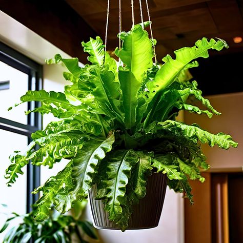 Bird's nest fern Birds Nest Fern, Indoor Hanging Plants, Best Indoor Hanging Plants, Pothos Plant Care, Hanging Indoor Plants, Bird's Nest Fern, Indoor Plant Hangers, Green Oasis, Tillandsia Air Plant