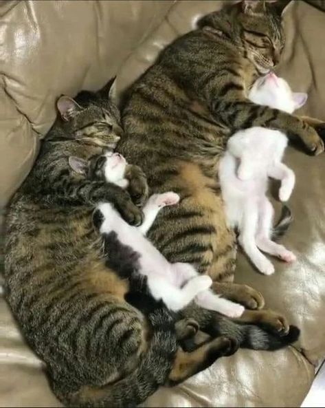 Mama Cat, Cat Family, Cute Cats And Kittens, Day 7, Cute Kittens, Cat Care, Beautiful Family, Tabby Cat, Beautiful Cats