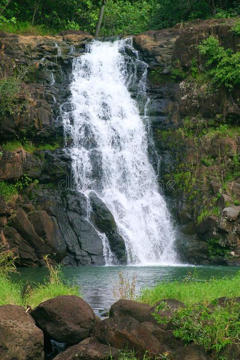 Waimea Falls Waterfall in Hawaii. Photo of Waimea Falls at Waimea Valley Park on , #AFF, #Hawaii, #Photo, #Waterfall, #Waimea, #Falls #ad Waimea Falls, Waimea Valley, North Shore, Oahu, Stock Images Free, Hawaii, Stock Images, Water