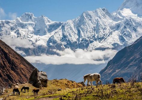 Read This Before Trekking The Manaslu Circuit Nepal - 10 Essentials Things To Know - Mapping Megan Manaslu Circuit, Annapurna Circuit, Stair Climbing, 10 Essentials, Rest Days, Local Guide, Tea House, Hanoi, Things To Know