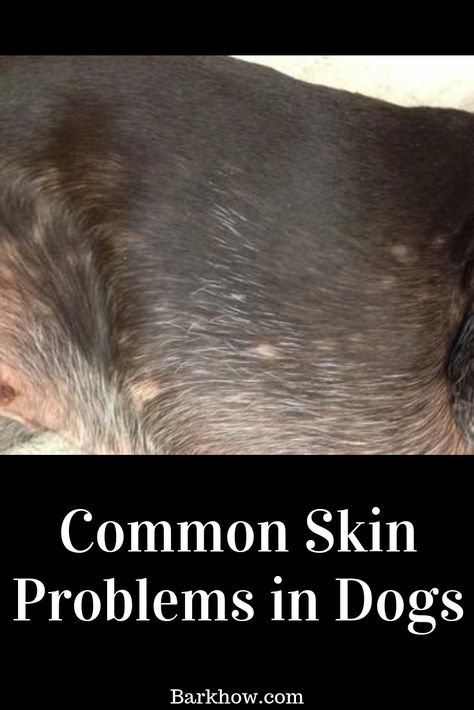 How to Deal with Common Skin Problems in Dogs. How to Reduce Your Pet’s Risk of Developing Skin Conditions. Dog Rash, Itchy Dog Skin, Dog Skin Allergies, Dog Hot Spots, Dog Skin Problem, Dog Skin Care, Itchy Dog, Short Haired Dogs, Coconut Oil For Dogs